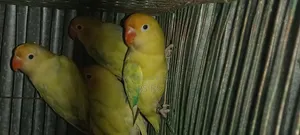 3 PCS Adult Love Bird