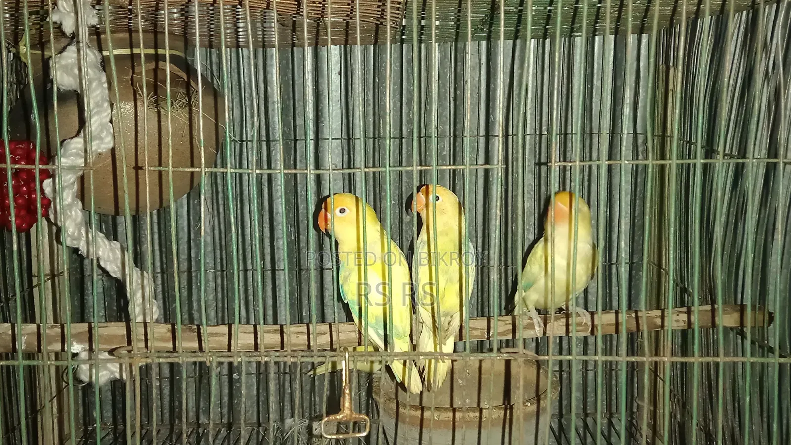 3 PCS Adult Love Bird