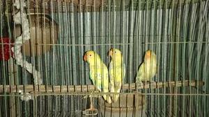 3 PCS Adult Love Bird