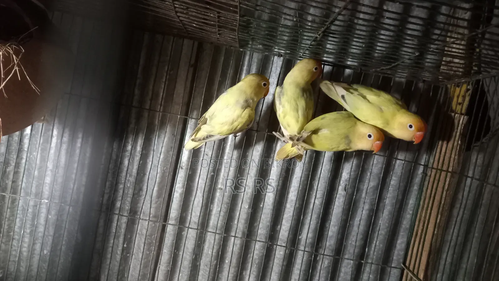3 PCS Adult Love Bird