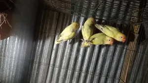 3 PCS Adult Love Bird