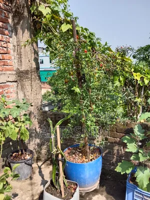 High Quality Plants for Sale