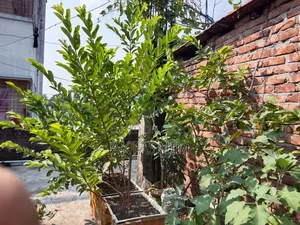 High Quality Plants for Sale
