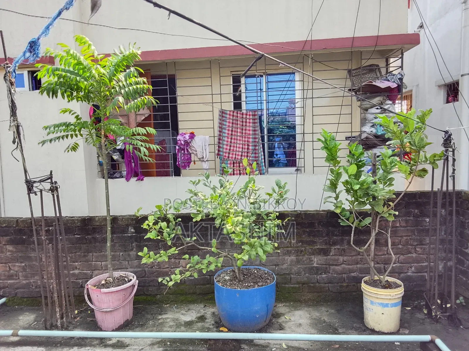 High Quality Plants for Sale