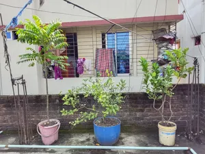 High Quality Plants for Sale