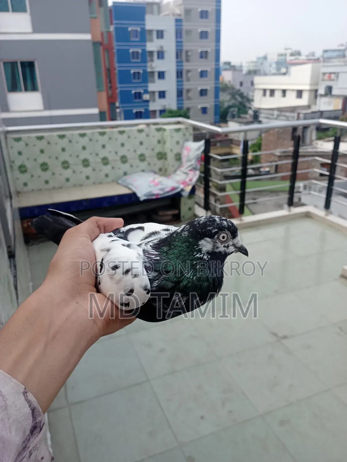 কবুতর বিক্রি