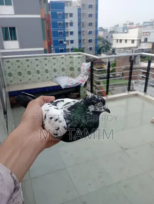কবুতর বিক্রি