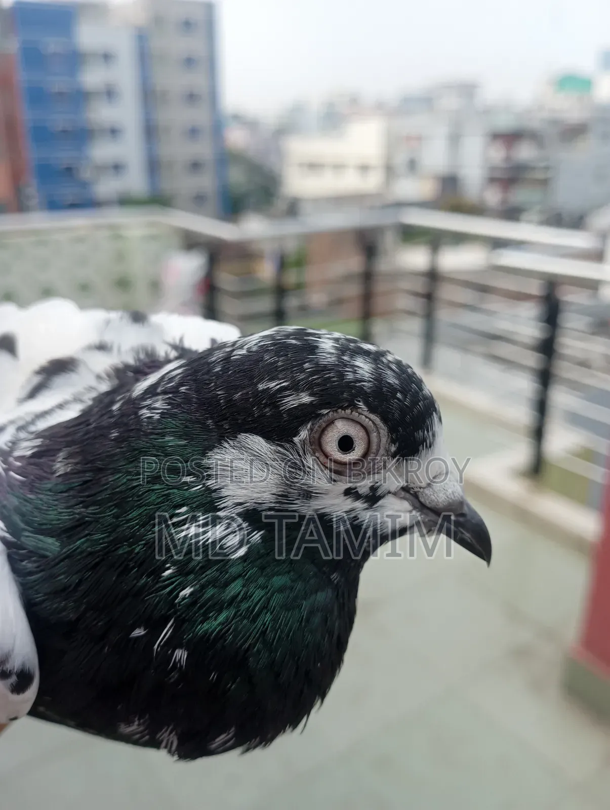 কবুতর বিক্রি