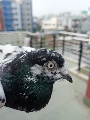 কবুতর বিক্রি