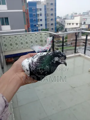 কবুতর বিক্রি