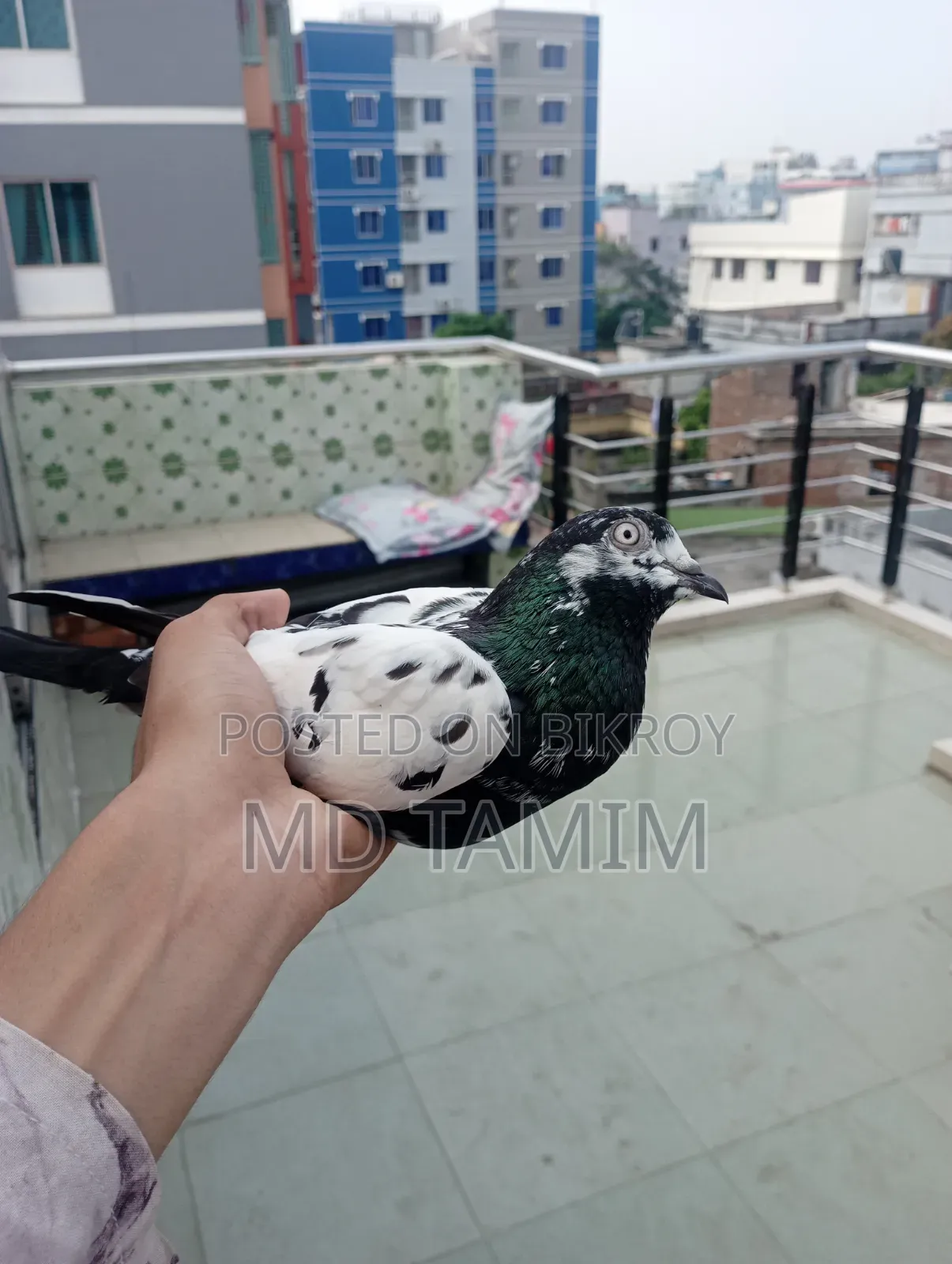 কবুতর বিক্রি