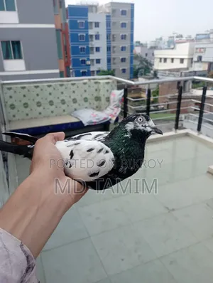 কবুতর বিক্রি