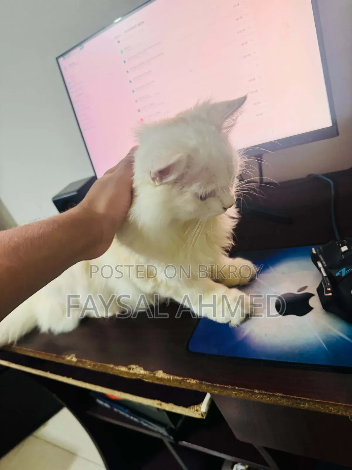 6-12 Months Male Purebred Persian