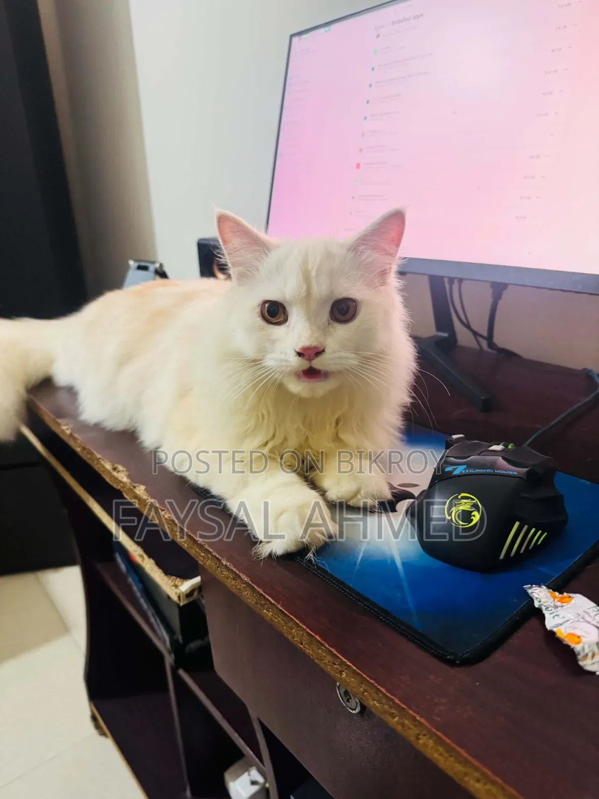 6-12 Months Male Purebred Persian