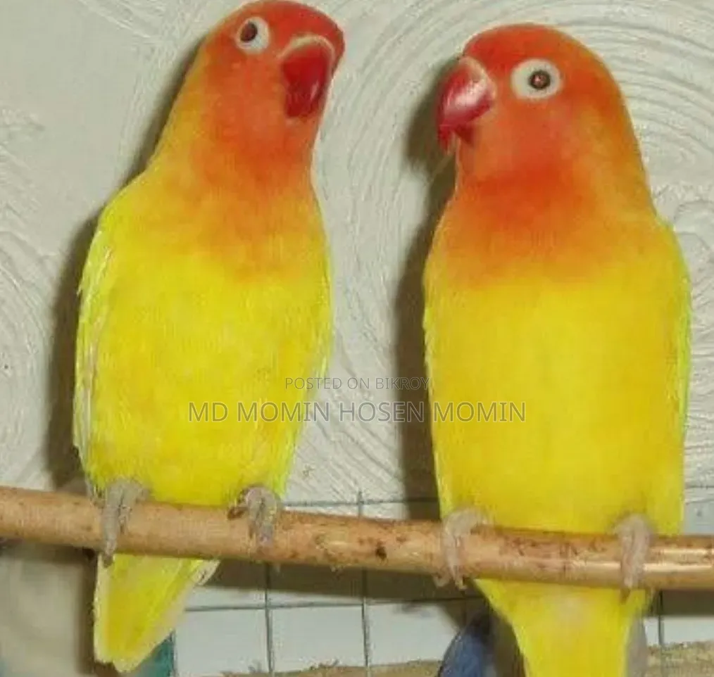 খুব ভালো মানের এক জোড়া পাখি