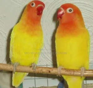A very good quality pair of birds