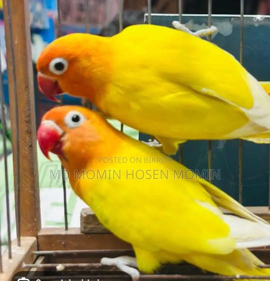 খুব ভালো মানের এক জোড়া পাখি