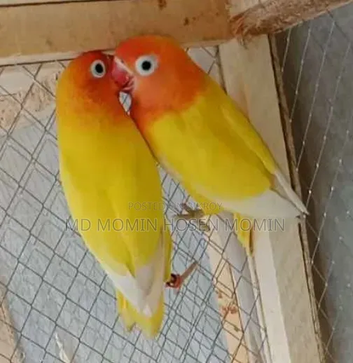 খুব ভালো মানের এক জোড়া পাখি