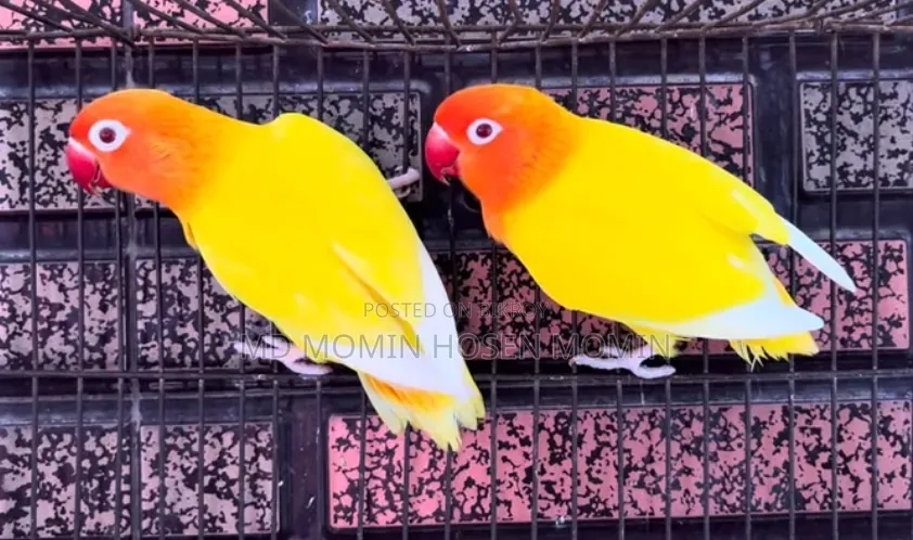 খুব ভালো মানের এক জোড়া পাখি