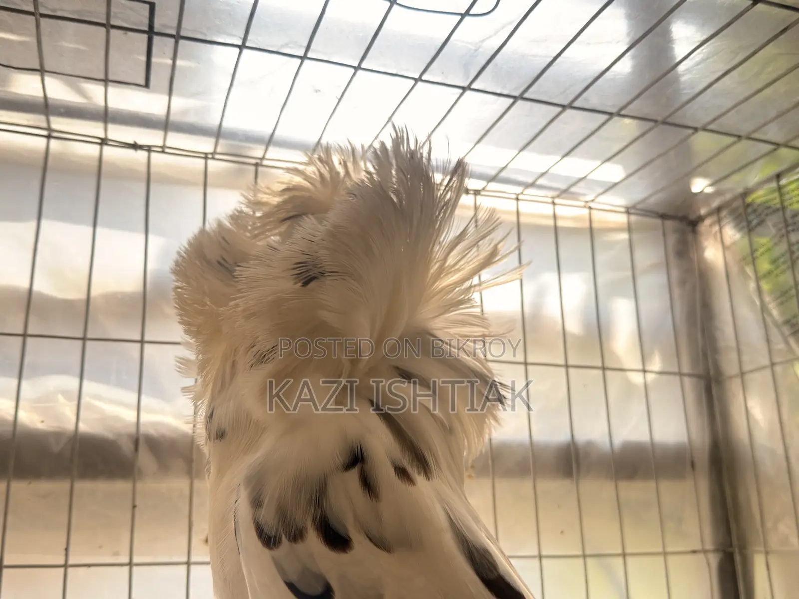 Jacobin Pigeon