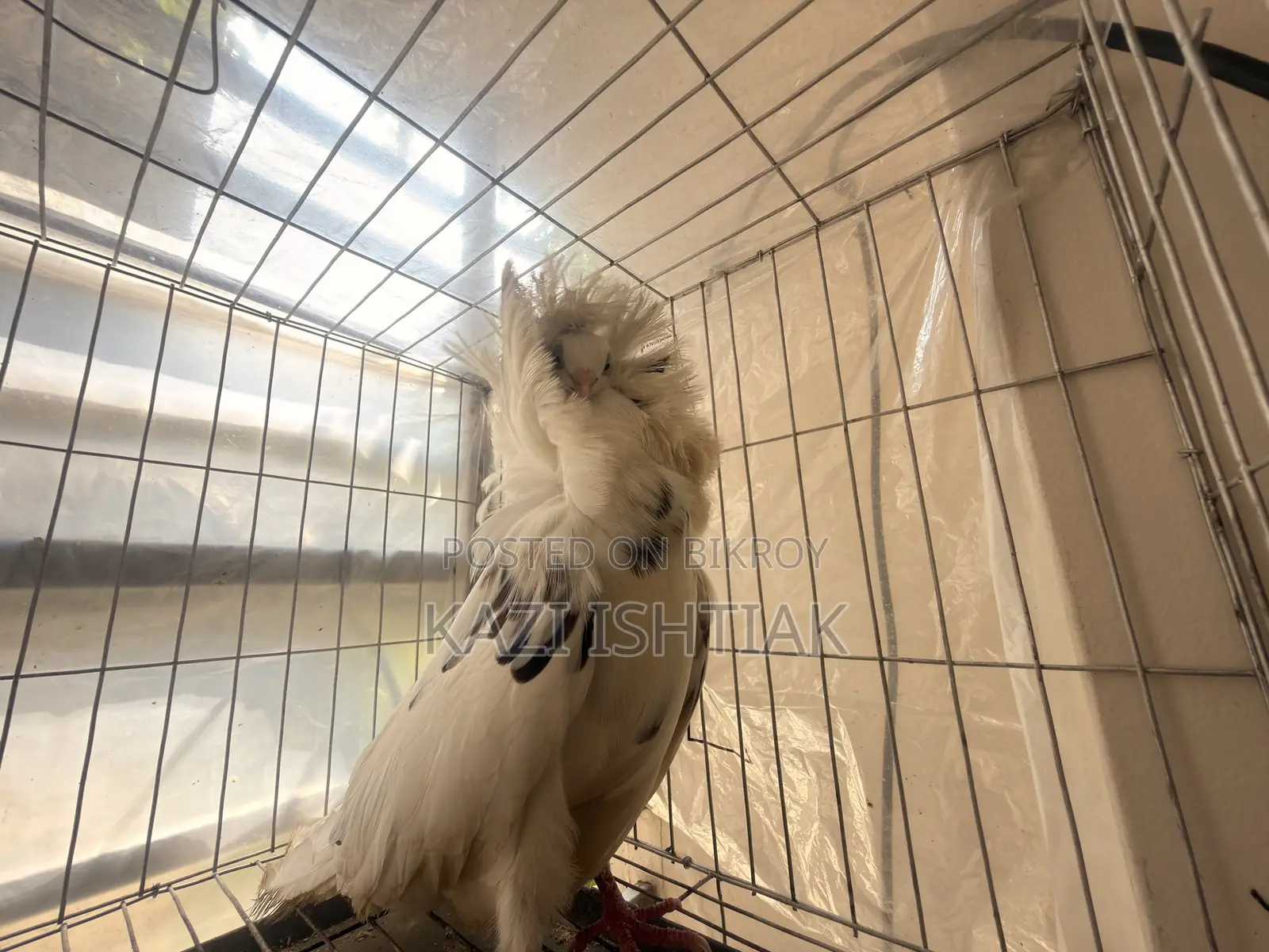 Jacobin Pigeon