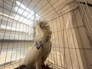 Jacobin Pigeon