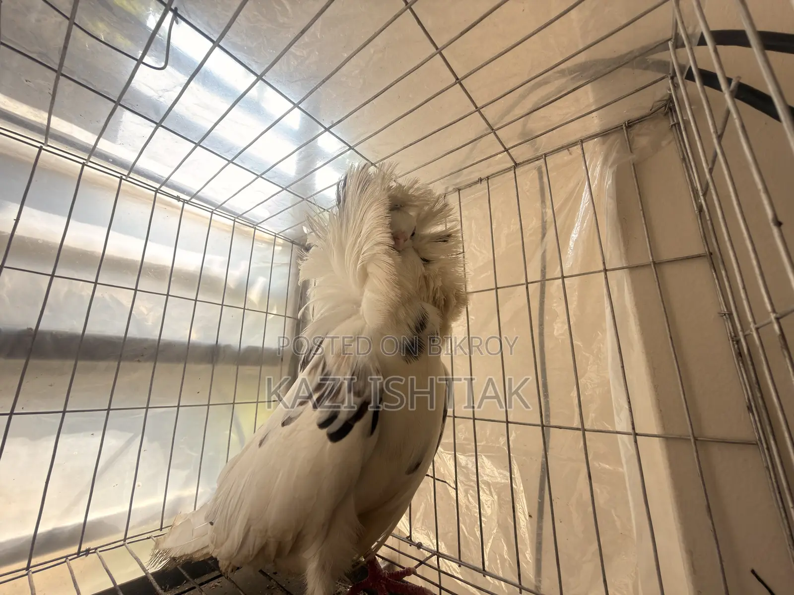 Jacobin Pigeon