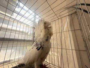 Jacobin Pigeon
