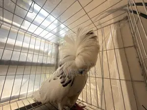 Jacobin Pigeon
