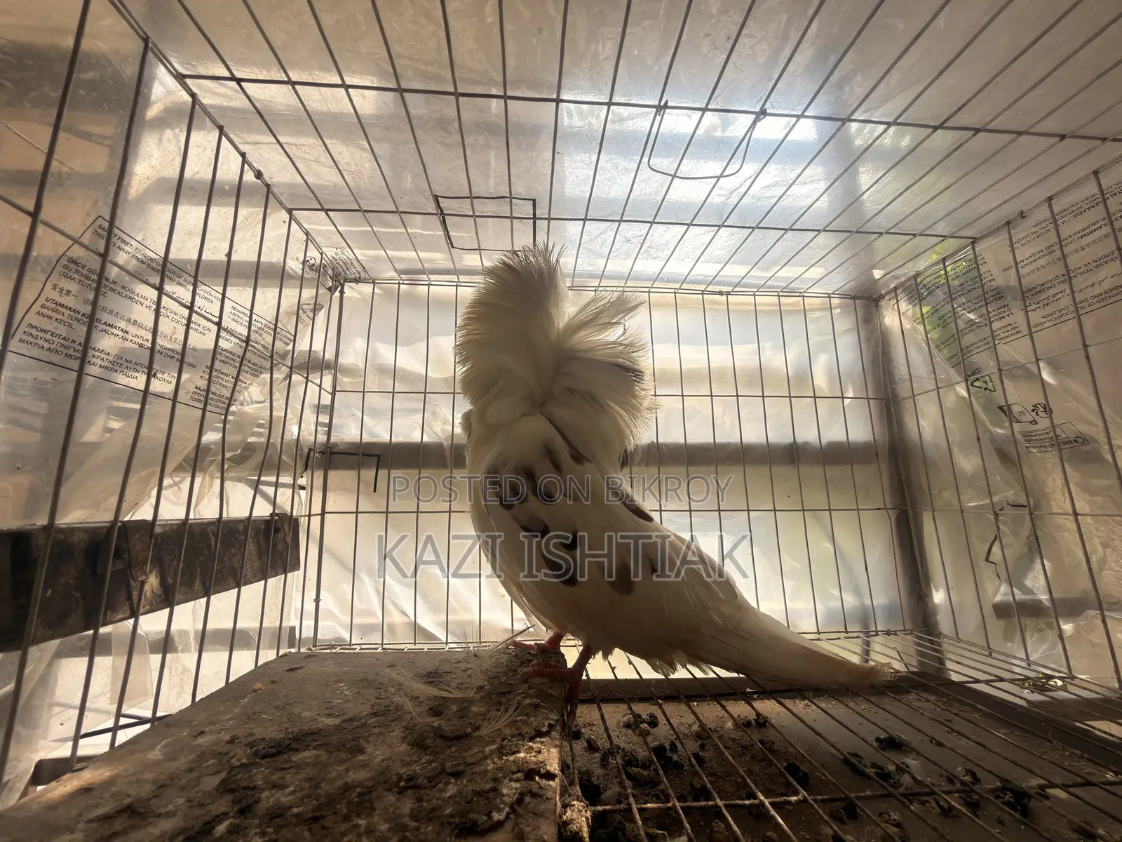 Jacobin Pigeon