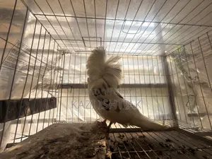 Jacobin Pigeon