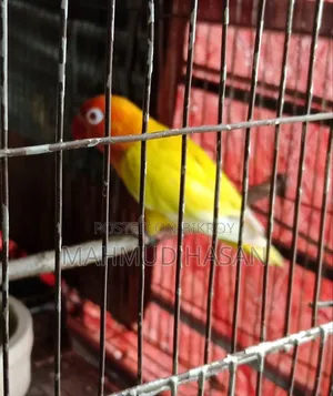 Love Birds