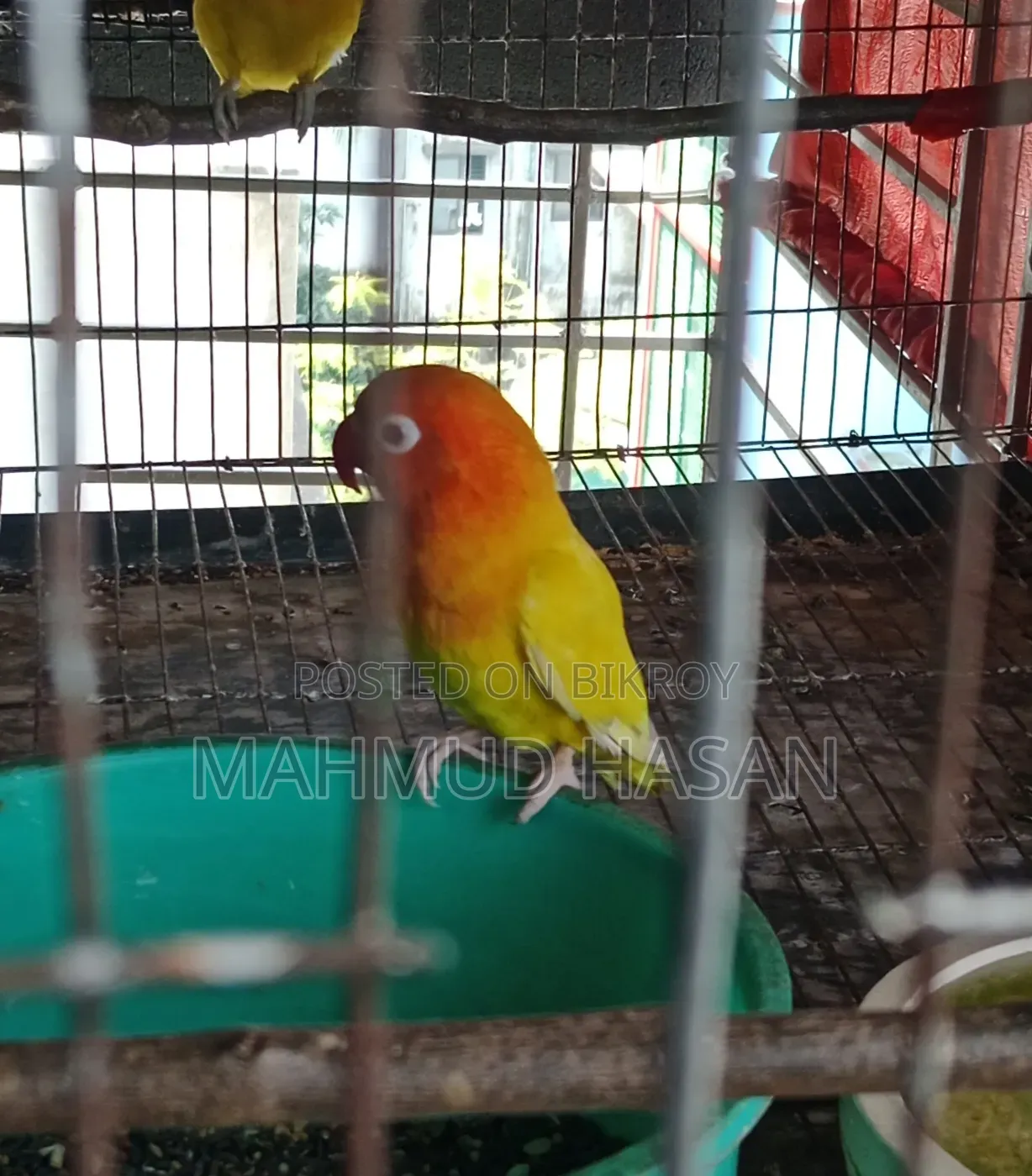Love Birds