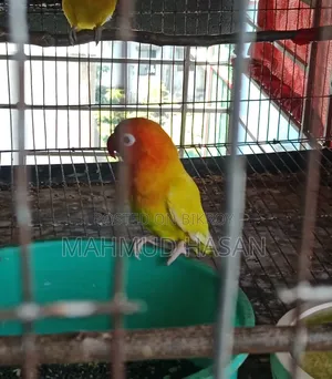 Love Birds