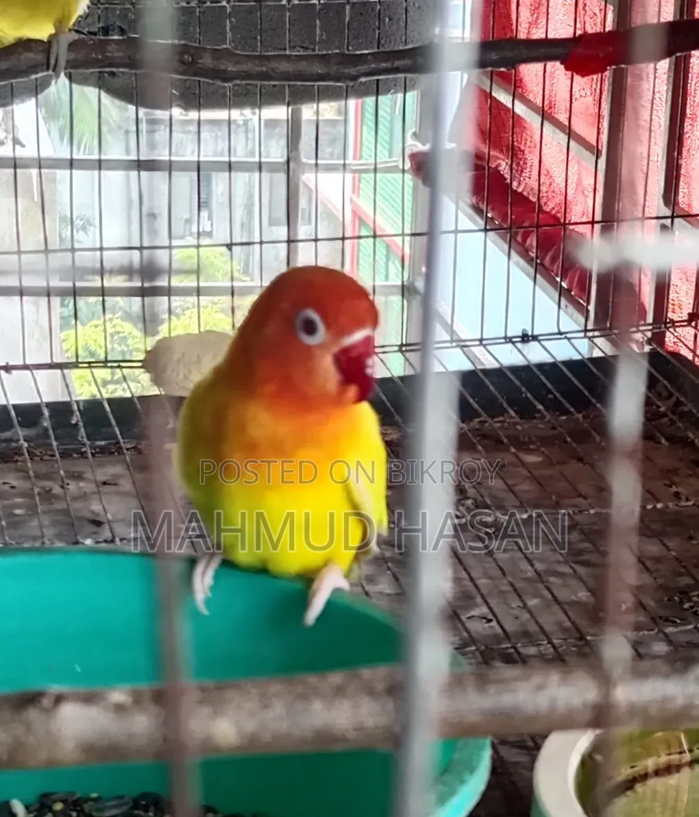Love Birds