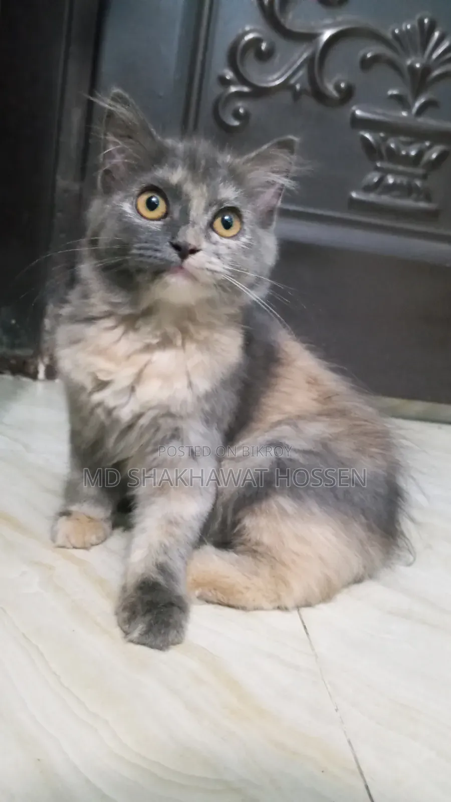 1-3 months Female Purebred Persian