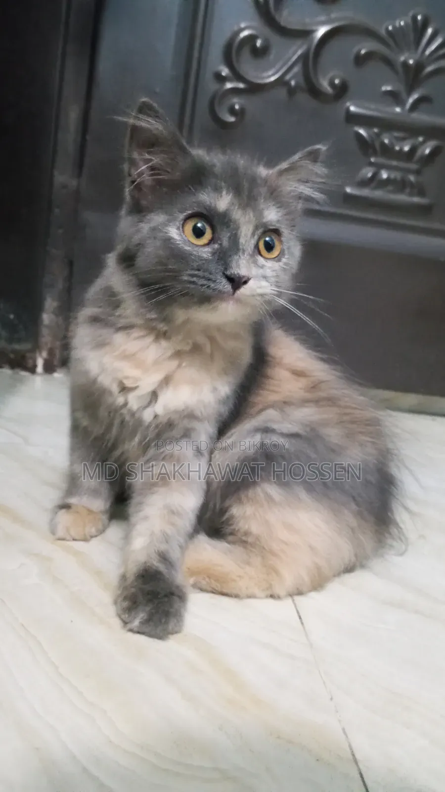 1-3 months Female Purebred Persian