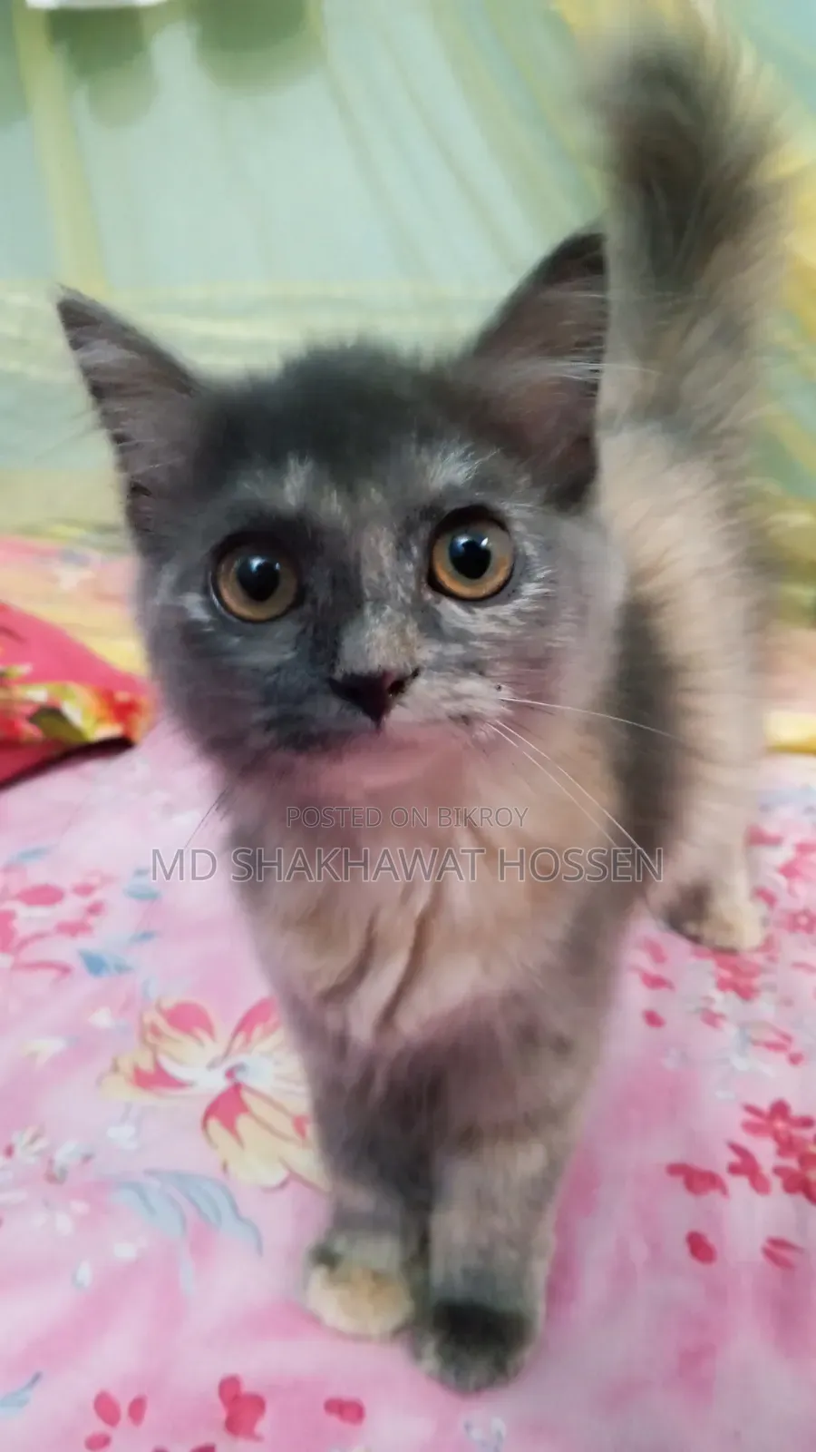1-3 months Female Purebred Persian