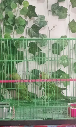 Indian Ringneck Parrot New Adult for Sale