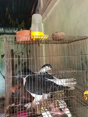সিরাজি রানিং পেয়ার