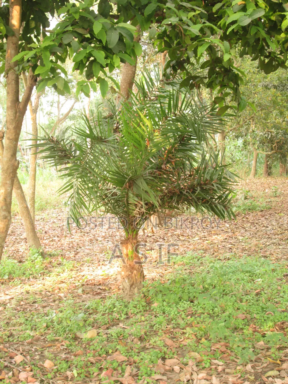 ক্যানন ডিজিটাল ক্যামেরা ফটোশুট এ২৬০০ এইচডি