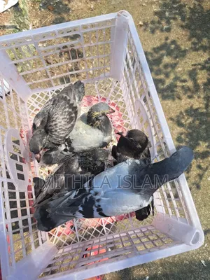 Racer pigeon chicks for sale.