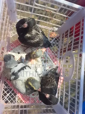 Racer pigeon chicks for sale.