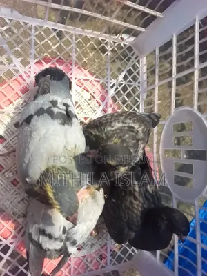 Racer pigeon chicks for sale.