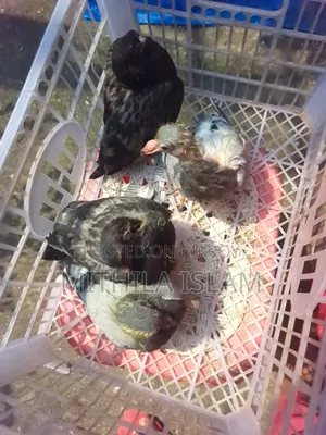 Racer pigeon chicks for sale.