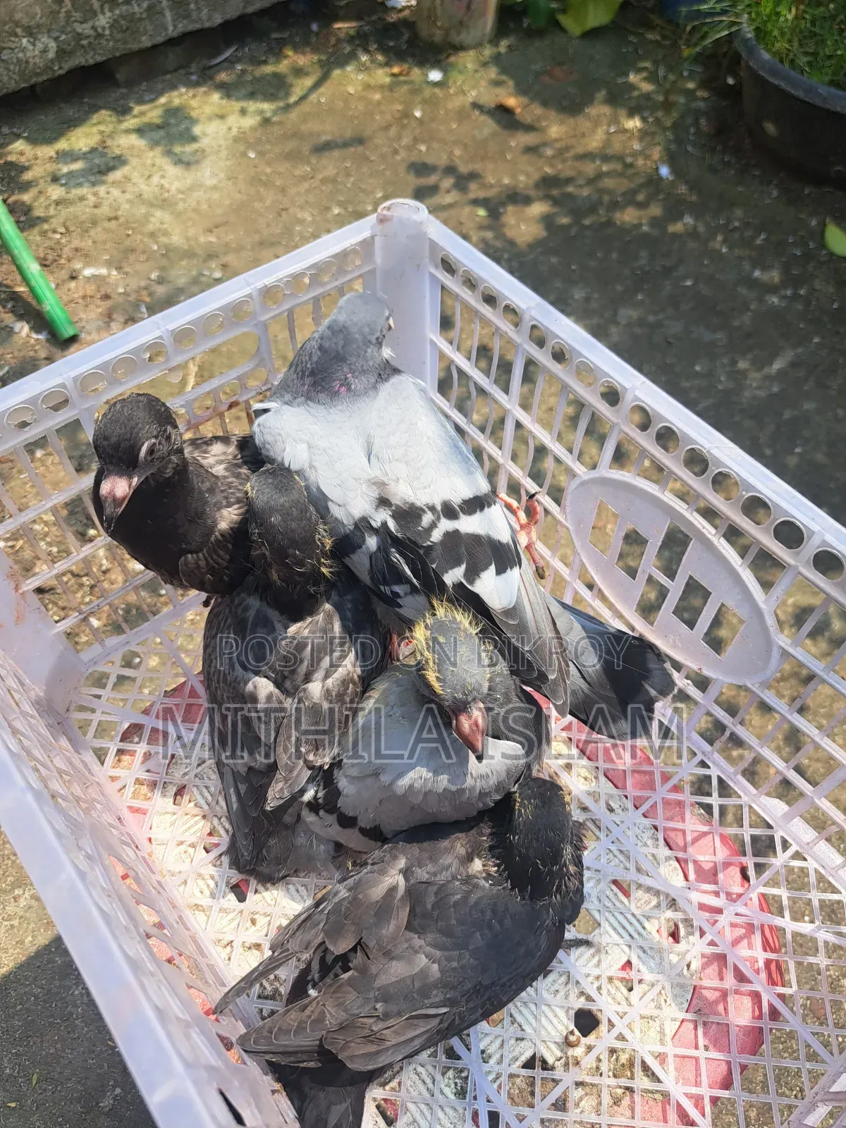 Racer pigeon chicks for sale.