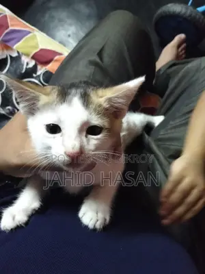 0-1 month Female Mixed Breed Bengal