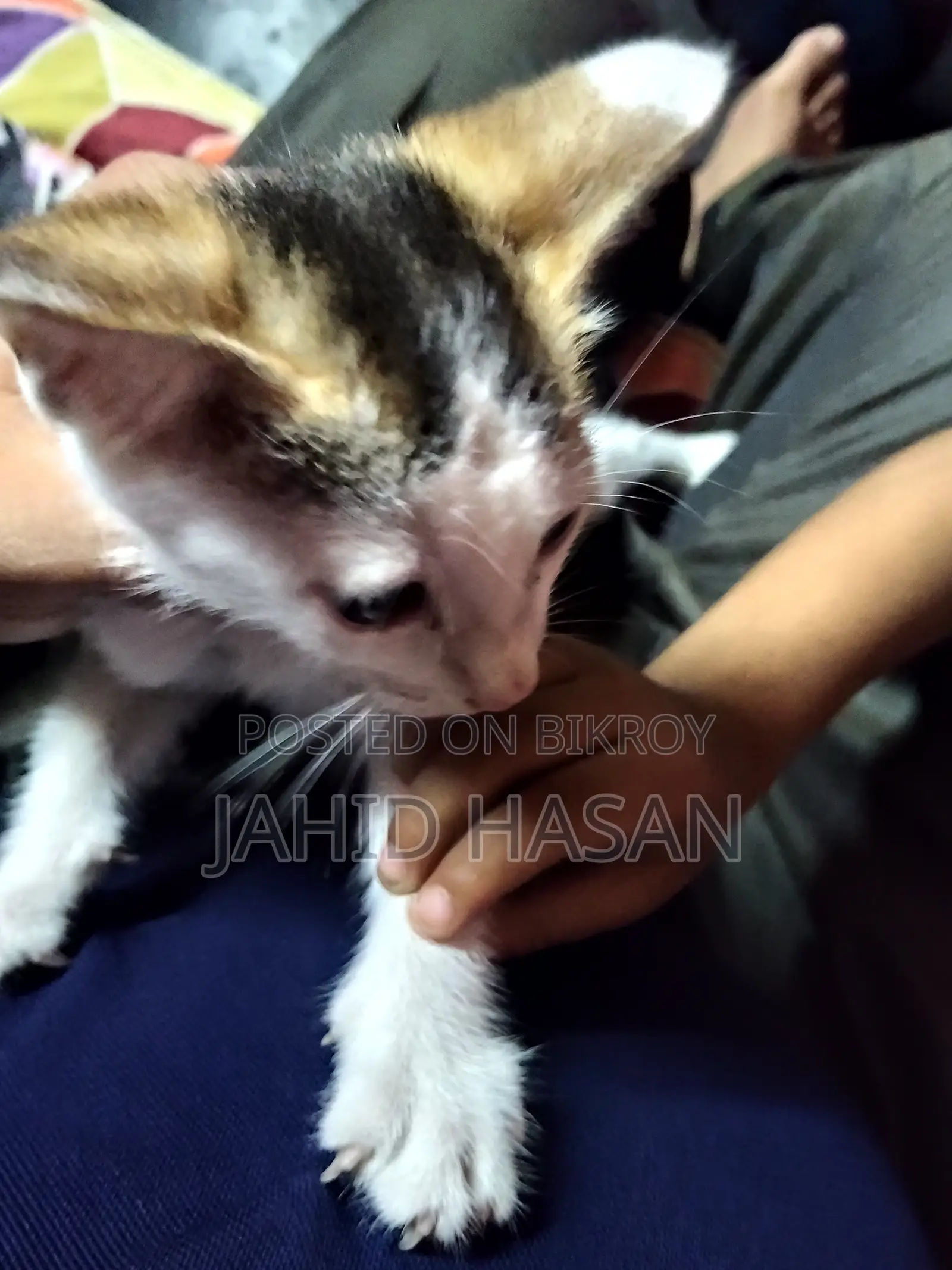 0-1 month Female Mixed Breed Bengal