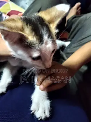 0-1 month Female Mixed Breed Bengal