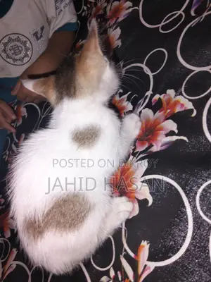 0-1 month Female Mixed Breed Bengal